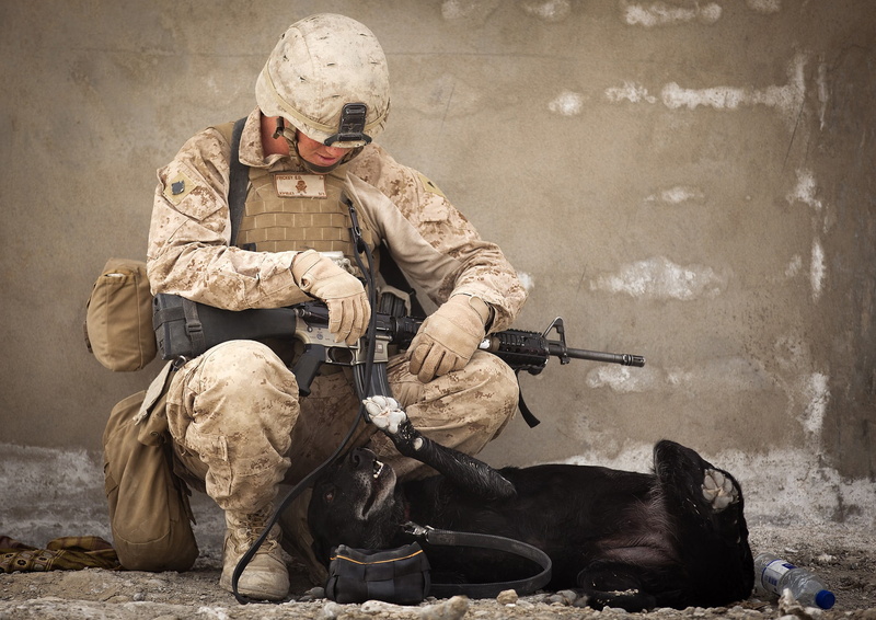 helmet, rifle, black, soldier, military, weapon, 1080P, animals, assault, dog