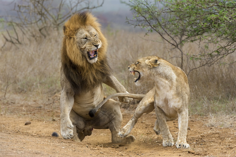 animal behavior, fight, mammal, negative emotion, snarling, cat, animal, 4K, animal themes, group of animals, mouth open, mouth, aggression, roaring, animals in the wild
