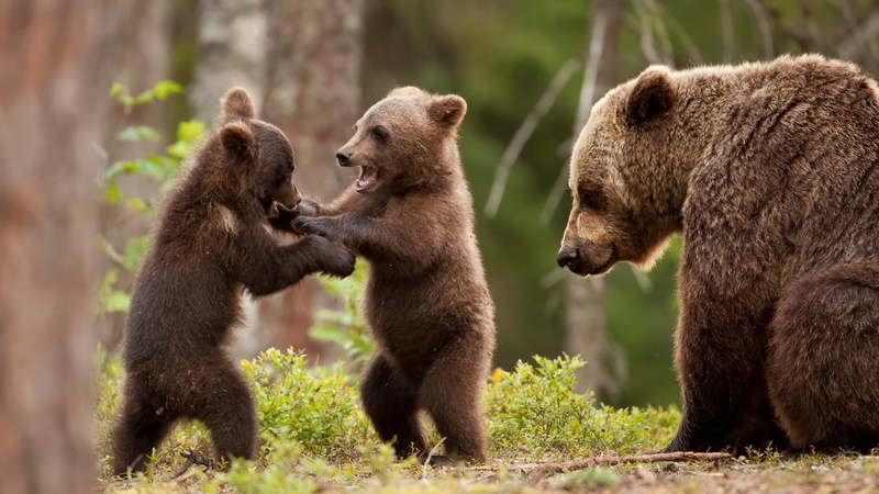 day, animal, animal wildlife, nature, group of animals, 1080P, mammal, young animal, cub, profile view, animal themes, bear, two animals, conflict, no people