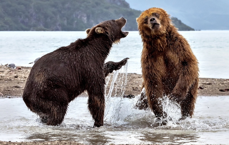 no people, bears, vertebrate, two animals, nature, day, animal wildlife, river, anger, confrontation, 1080P, animal behavior, animal themes, conflict