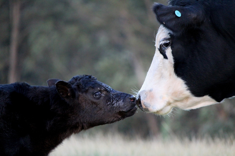calf, no people, mother, animal themes, vertebrate, animal body part, 5K, focus on foreground, cow, animal, cattle, domestic, animals in the wild, face to face