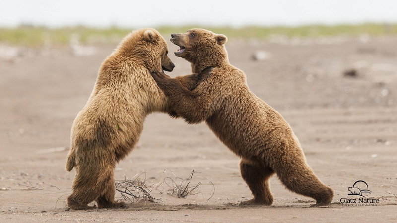 side view, full length, bear, animal themes, 2K, animals in the wild, animal, mammal, no people, group of animals, conflict, animal family, aggression