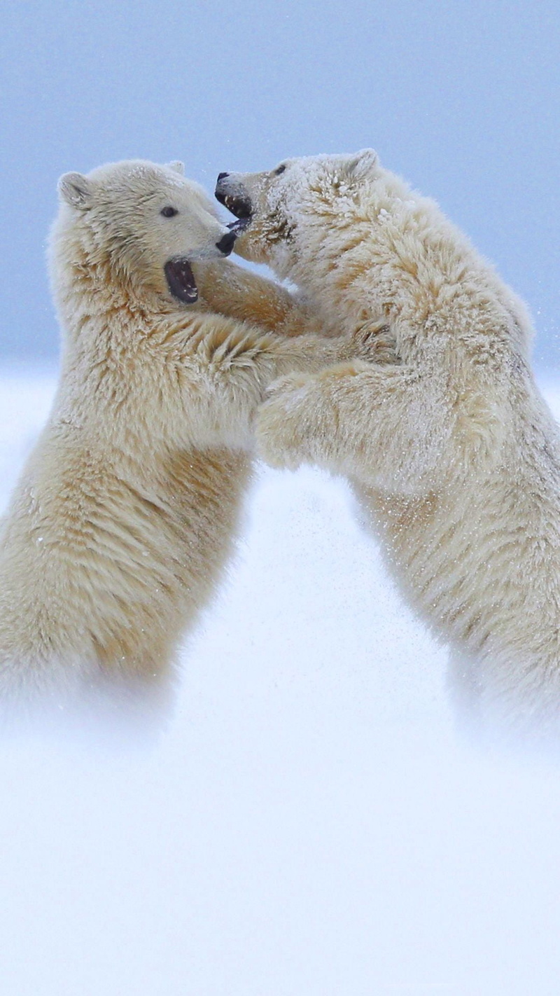 two, polar bear, group of animals, snow, fighting, animals in the wild, animal wildlife, outdoors, 1080P, polar, conflict, no people, white color, mammal
