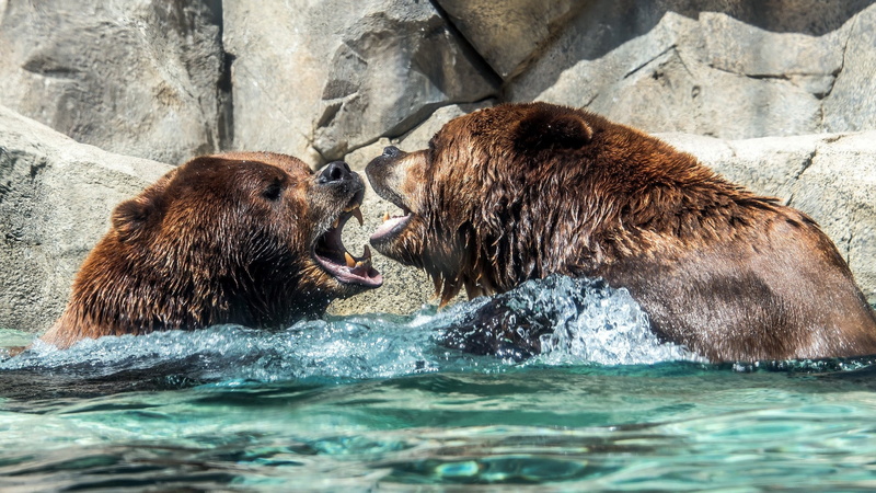 nature, mammal, side view, animal family, two animals, no people, group of animals, animal wildlife, water, conflict, outdoors, animals in the wild, grizzly bear fighting picture