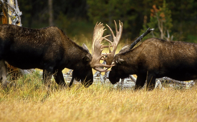 land, herbivorous, deer, domestic animals, antler, confrontation, nature, moose, public domain, plant, two, cattle, mammal, animals In The Wild, outdoors