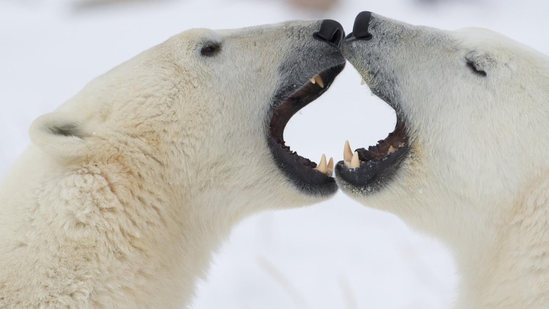 animal wildlife, polar bear, anger, animal mouth, white color, animal themes, close-up, mammal, aggression, polar, two animals, 1080P, conflict, jaw, bear