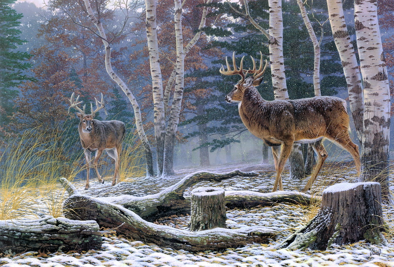 stump, two, birch, stag, antler, woodland, beauty In Nature, animals, autumn, the first snow, snow, tree trunk, wildlife, winter, deer, field, outdoors