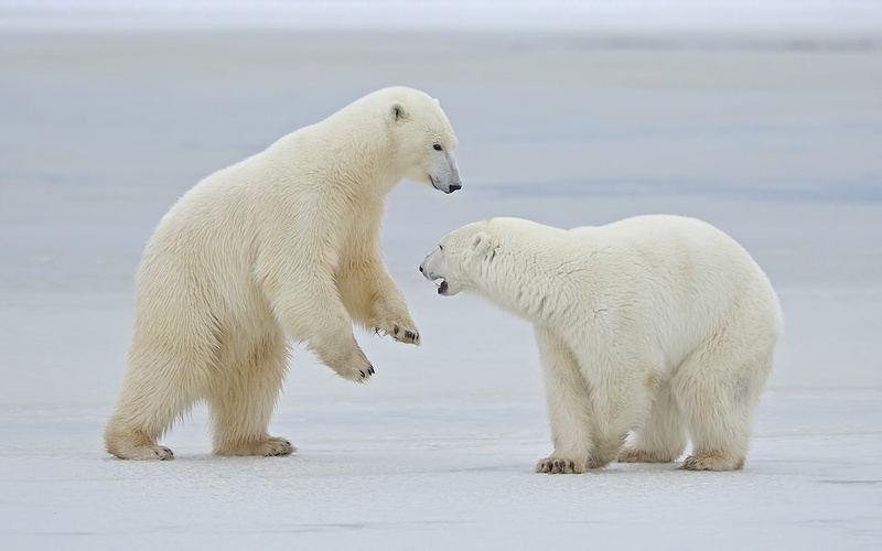 cute, steam, cold temperature, animal family, vertebrate, wildlife, carnivore, animal behavior, no people, large, 1080P, two animals, aggression, polar