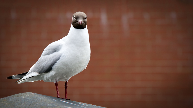 cross, day, fighting, perching, close-up, one animal, s, argue, animal wildlife, themes, gull, strong, focus on foreground, franklin, no people, conflict