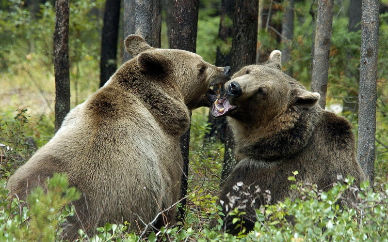group of animals, nature, togetherness, confrontation, two, wilderness Area, mouth open, forest, alaska - Usa State, fight, large, animal wildlife, animal