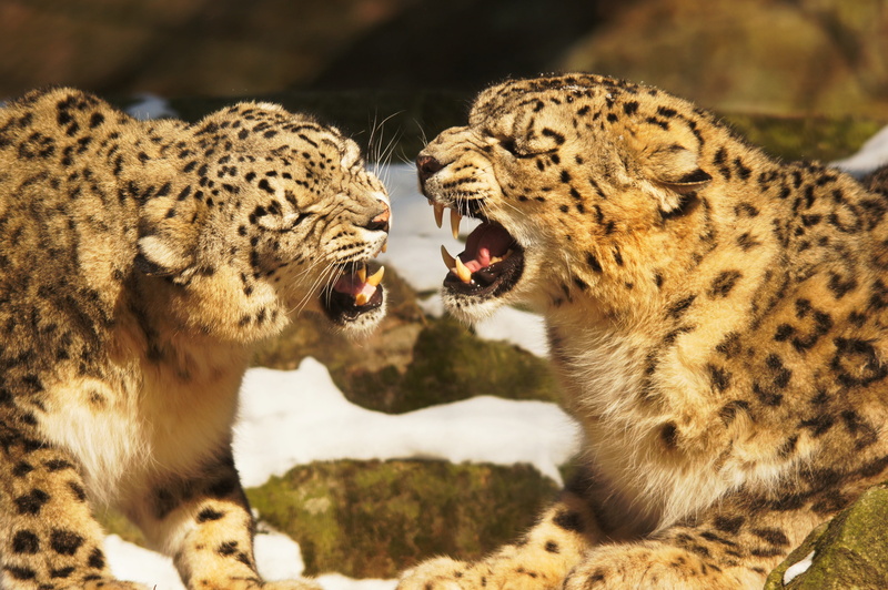 wildlife, day, fur, two animals, carnivore, animal teeth, two, animal themes, large, danger, cat, animals In The Wild, undomesticated Cat, illustration