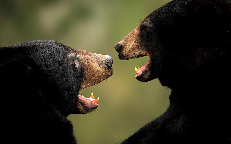 animal, bear, conflict, two, animal wildlife, black Color, looking, fighting, profile view, animals in the wild, pets, face to face, group of animals, two animals