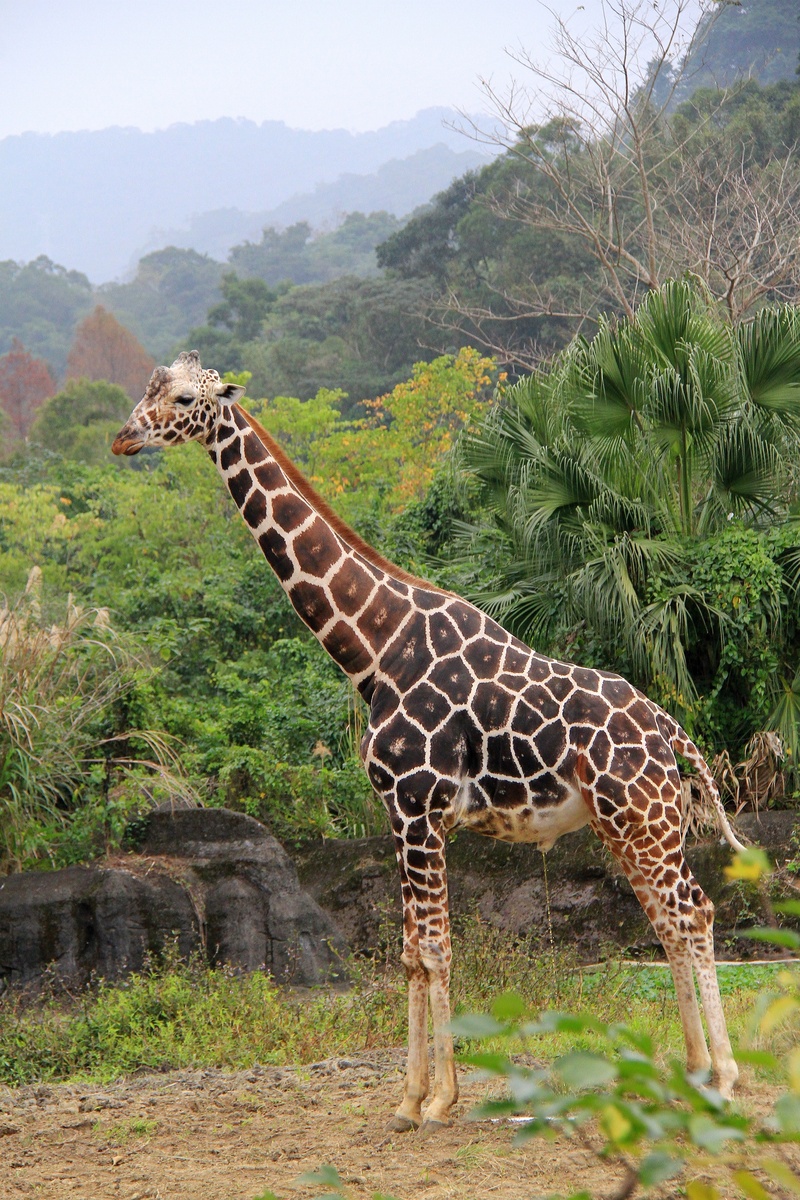 high, animal neck, field, tree, zoo, herbivorous, animal wildlife, mammal, urine, day, standing, animal markings, land, giraffe, animal themes, 2K, animals in the wild