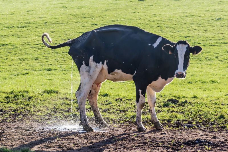 animal themes, standing, vertebrate, pets, no people, domestic animals, cows, pee, 4K, day, outdoors, livestock, cow, plant, herbivorous, pee-pee, caught