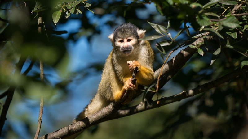 plant, zoo, monkey, tiergarten, climb, climbing artist, primate, branch, langstrumpf, animals in the wild, tree, animal world, curious, low angle view