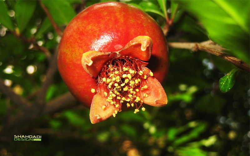 pomegranate, 720P, fruit