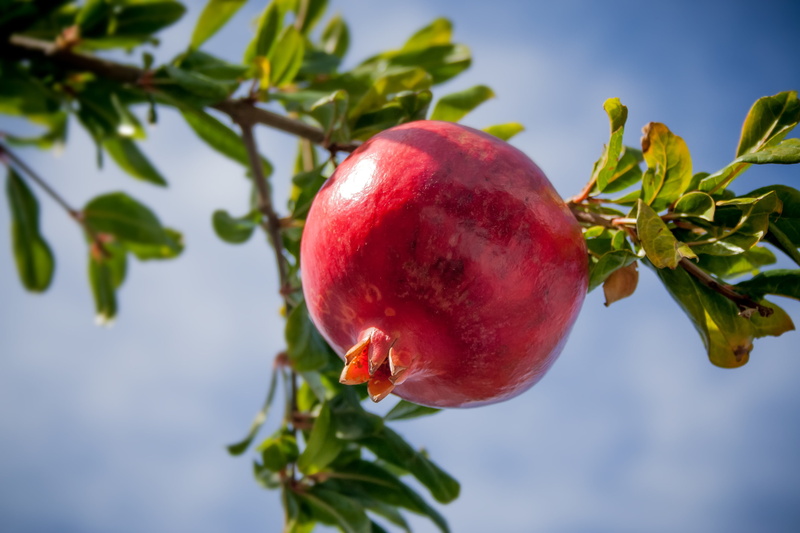 eat, sky, tree, food, exotic, nature, warm, holiday, photography, leaf, sweet, close-up, bless you, food and drink, focus, growth, vitamins, plant, harvest