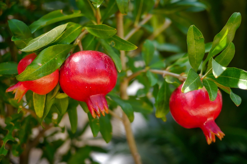 day, food, leaf, garden, tree, focus on foreground, healthy eating, fruits, growth, beauty in nature, plant part, green color, freshness, close-up, wellbeing