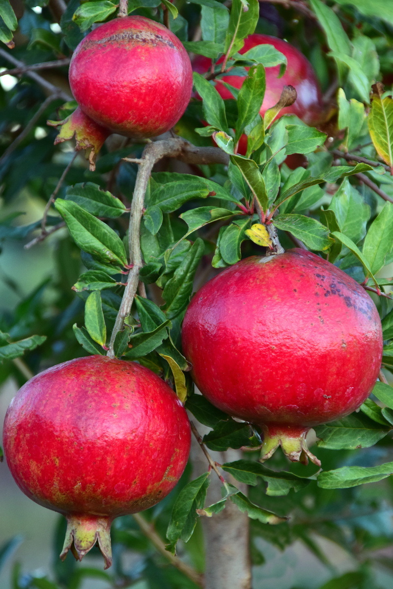food and drink, fruit, freshness, vegetation, food, pomegranate tree, about, crop, mediterranean, plant, healthy, close-up, autumn, vitamins, no people