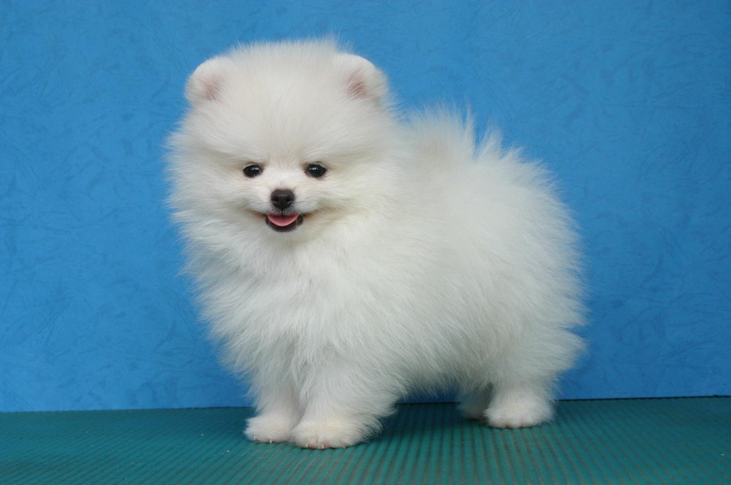 puppy, white, 1080P, animals, fluffy, pomegranate, cute, adorable, loving