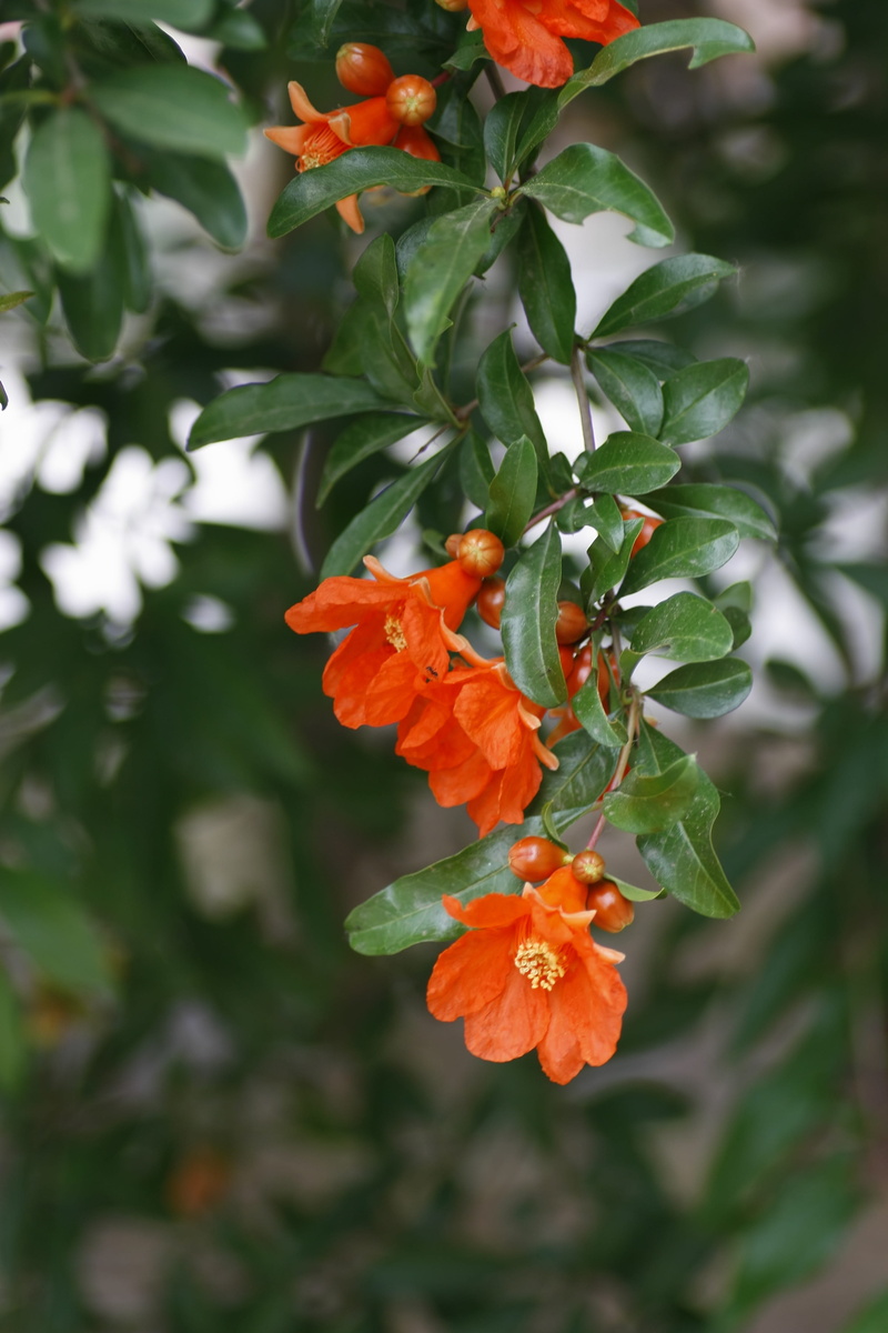 red, focus on foreground, vulnerability, beauty in nature, plant part, outdoors, orange color, fragility, close-up, freshness, petal, 4K, inflorescence