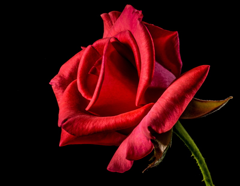 valentines day - holiday, freshness, flower, roses, petal, petals, plant, no people, red, bloom, studio shot, indoors, rose, desktop backgrounds
