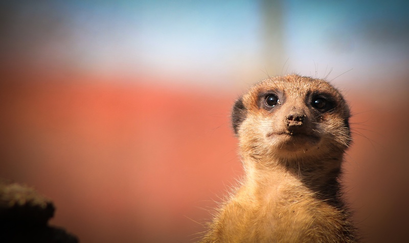 beast, shallow, four-mongoose, meer, predator, vertebrate, whisker, body part, close-up, animals, brown, meerkat, mongoose, portrait, animal themes, no people