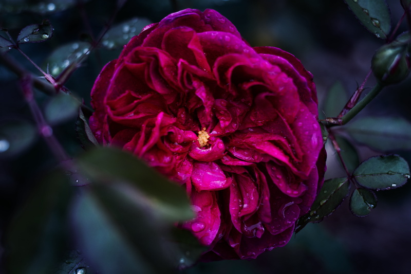 petal, outdoors, flower, drop, flowering plant, bloom, no people, plant, springtime, flora, colors, purple, wet, selective focus, nature
