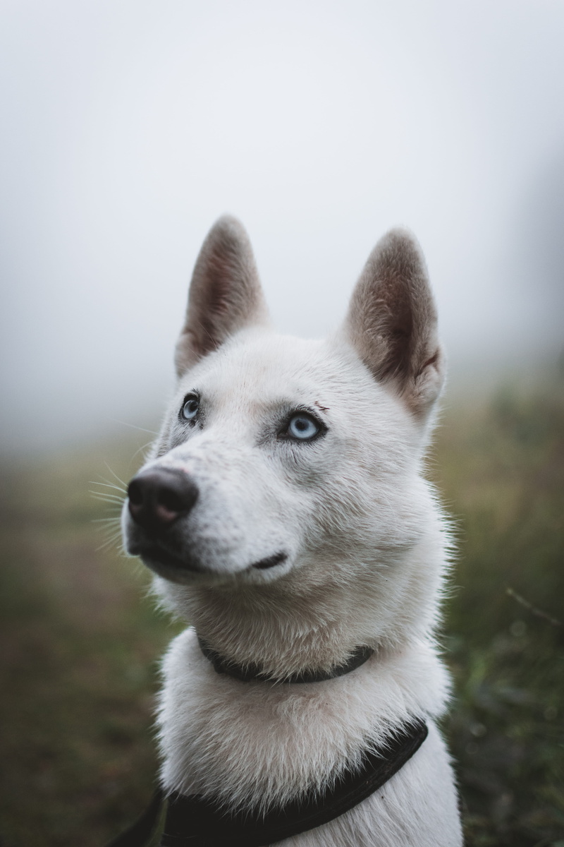 friendship, close, puppy, blur, makro, fog, portrait, purebred Dog, friend, photography, domestic Animals, human Face, animal, canine, dog, one Animal