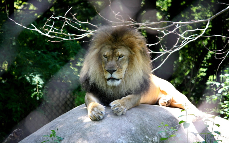 fearlessness, royalty, 2K, strength, courage, highness, resting, bravery, animals