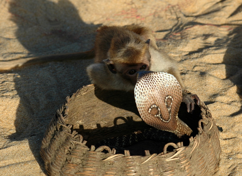 sunlight, close-up, fearless, poison, asia, cute, brave, day, outdoors, young Animal, animal wildlife, no people, mammal, one animal, shadow, monkey, animal family