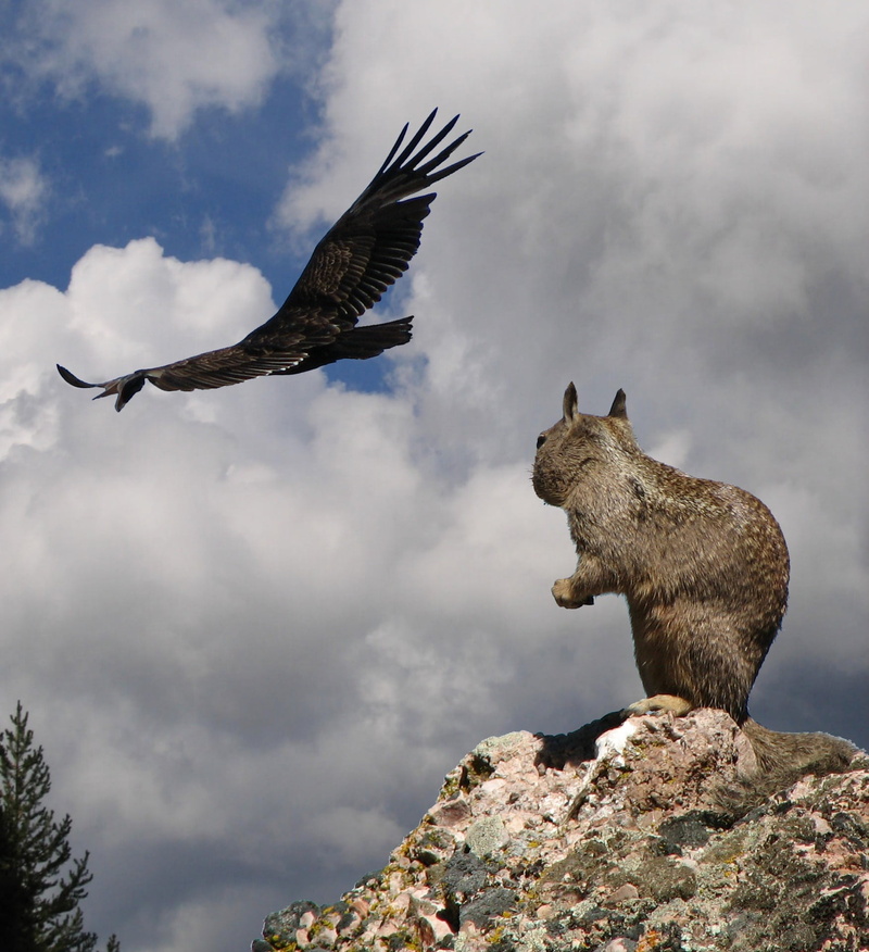 1080P, outdoors, full length, brown, bird, fearless, animal wildlife, one animal, animal themes, california condor, day, flying, no people, vertebrate