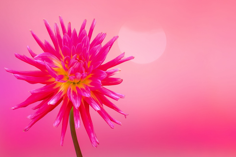 plant, excuse me, love, dahlia, flower, petals, 2K, fragility, pink color, mothers day, vulnerability, colored background, floral, summer, petal, valentines day