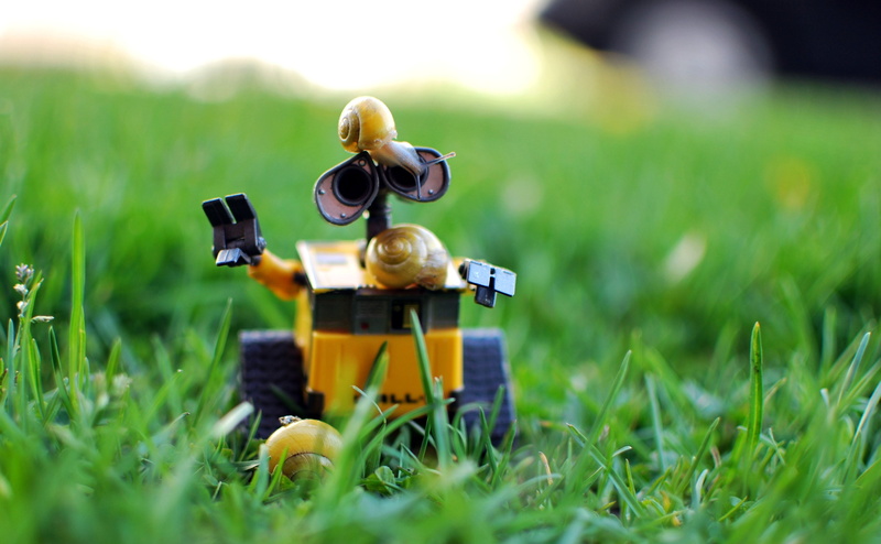 Sir, Project, Quebec, Excuse Me, 365 Days, wall, photography, Wall-E, e  Wall, e, green, May 15, focus, 2K, snail, Toy, child, grass, One, Object, selective focus