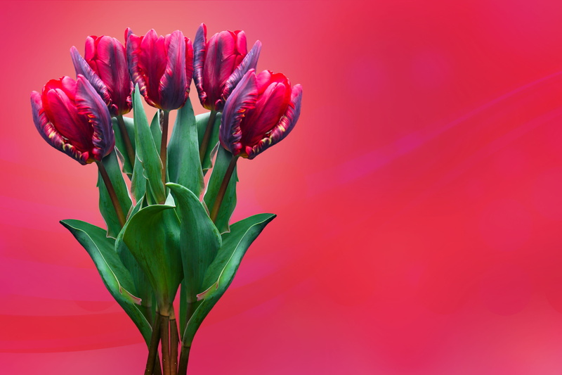 flower, growth, excuse me, no people, affection, love, flower head, spring, freshness, floral greeting, bouquet, plant part, nature, blossom, bloom, vulnerability