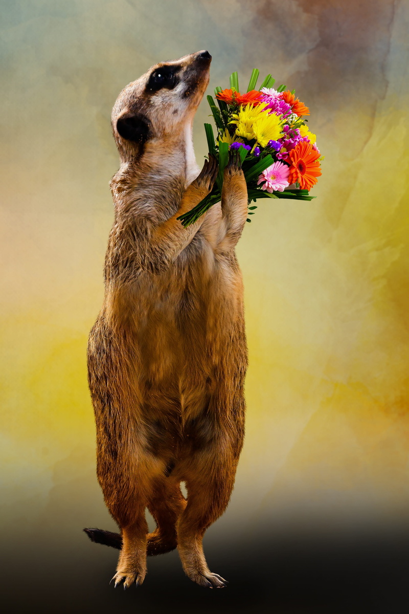 greeting, bouquet, flower, valentines day, nature, birthday, canine, flowers, pets, domestic animals, give, looking away, get well soon, domestic, love