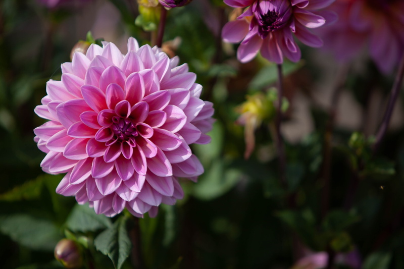 outdoors, nature, thank you, beauty in nature, flower head, invitation, day, welcome to, fragility, give, valentines day, close-up, plant, growth, inflorescence