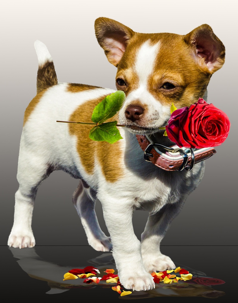 floral greeting, mammal, white, petals, indoors, dog, animal themes, birthday, rose, flowering plant, studio Shot, canine, short, looking at camera, messenger