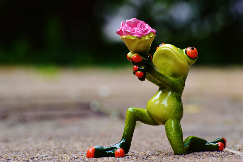 focus on foreground, sweet, freshness, close-up, no people, affection, full length, representation, healthy eating, knee, roses, gift, funny, cute, pepper