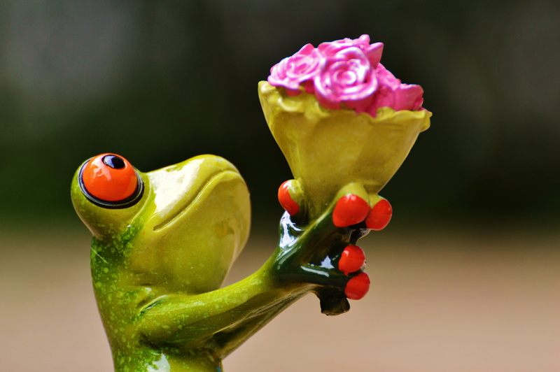 close-up, green Color, tree Frog, nature, indoors, red, rose - flower, plant, flower head, valentines day, beauty in nature, affection, i beg your pardon