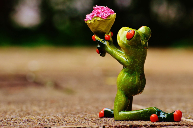 forgive, 4K, red, gift, flowers, pepper, valentines day, frog, food and drink, knee, i beg your pardon, fruit, day, flower, affection, plant, greeting