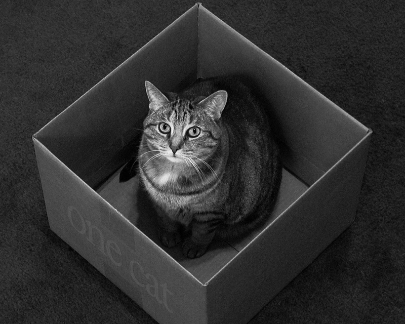 cute, feline, gray, animal, carton, portrait, young Animal, indoors, black and white, container, kitten, whisker, box, relaxation, box - Container, mammal