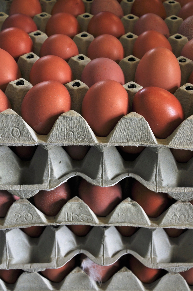 raw eggs, full frame, food and drink, 4K, close, egg box, chicken, hens egg, still life, in a row, food, of course, indoors, eggshell, close-up, arrangement