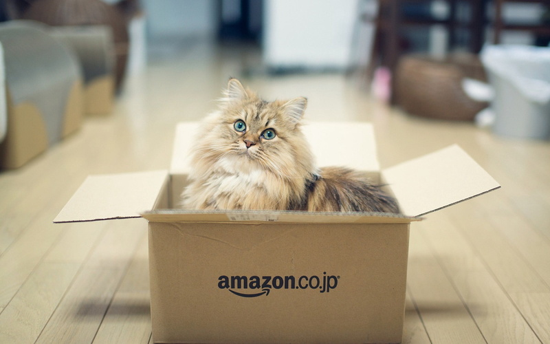 carton, domestic Cat, paper, focus on foreground, no People, kitten, young Animal, one animal, brown, domestic Animals, 1080P, domestic, fluffy, cardboard box