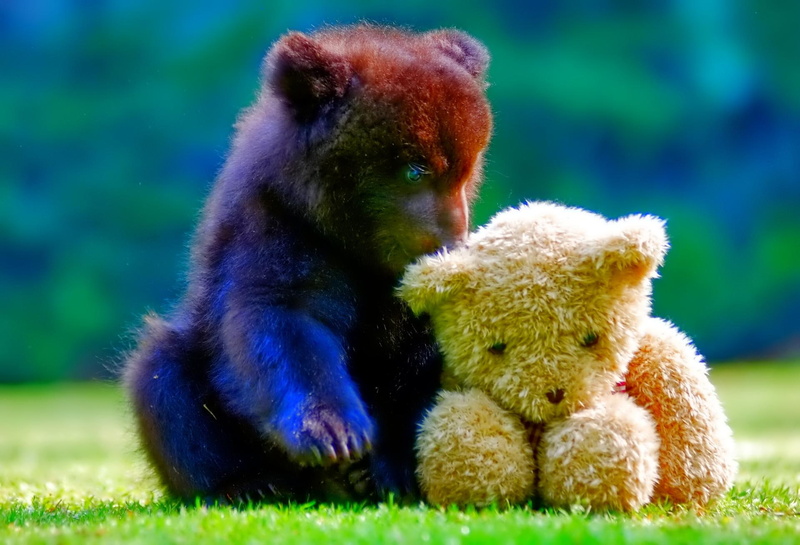 teddy-bear, photo, teddy, bear, 1080P, animal