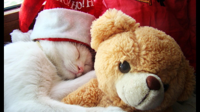 bear, teddy bear, teddy, 1080P, cat, animals, feline, white
