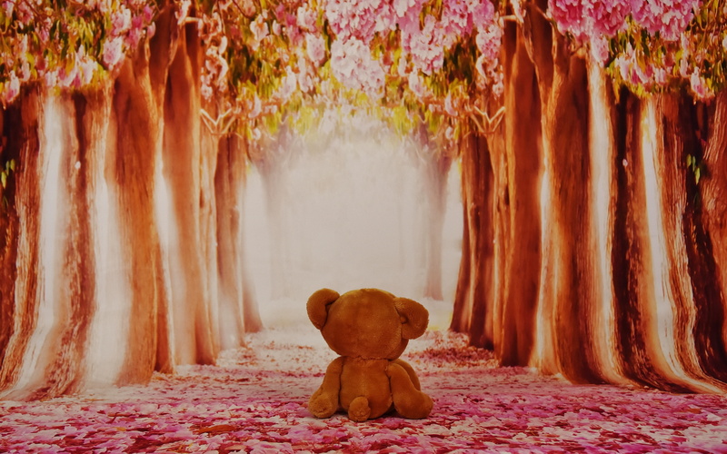 soft toy, miss, nature, home interior, bedroom, representation, flowering plant, funny, sitting, brown, day, bear, flower, teddy Bear, no people, stuffed toy