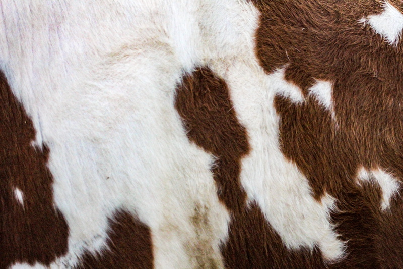 animal skin, animal hair, pattern, kuh, mammal, pelt, summer, animal themes, 5K, white, pets, vertebrate, one animal, spot, rug, animal, no people, cattle