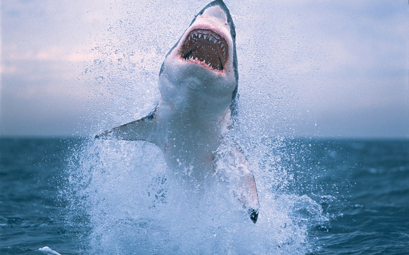 jumping, 2K, Shark, Water, Jump