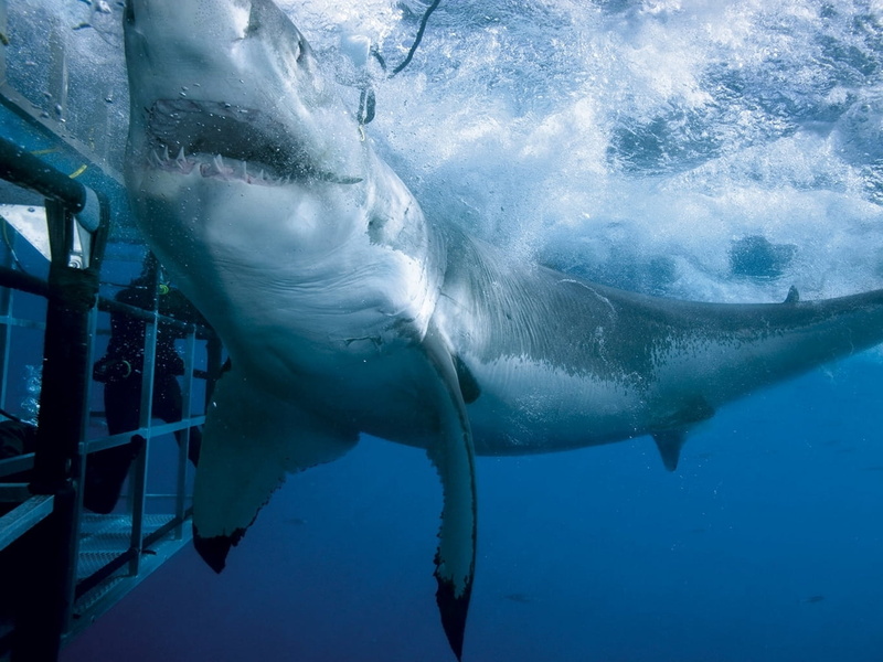 sea, one animal, blue, pacific Ocean, animal, underwater, vertebrate, mammal, dolphin, deep, whale, scuba Diving, animal Fin, white, attack, swimming, animal themes